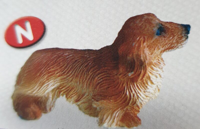 Dog - Dachshund